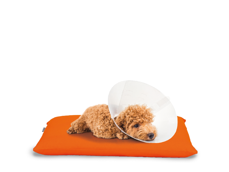 AnubiMed-Hund-Trichter