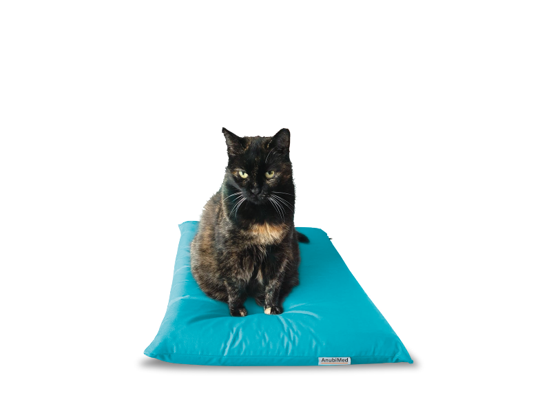 AnubiMed-Katze
