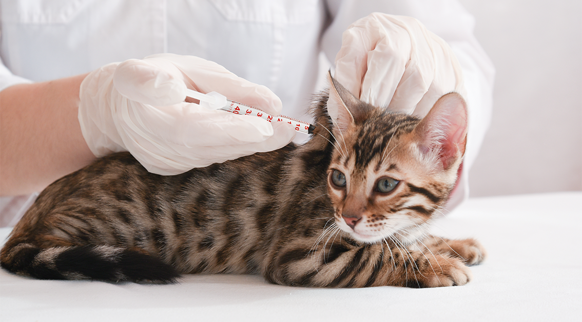 kitten-sol-vet-insulinsicherheitsspritze-tapmed