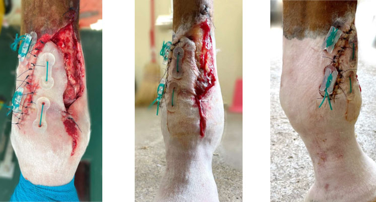 MID-VET-fallbeispiel-nachher-tapmed