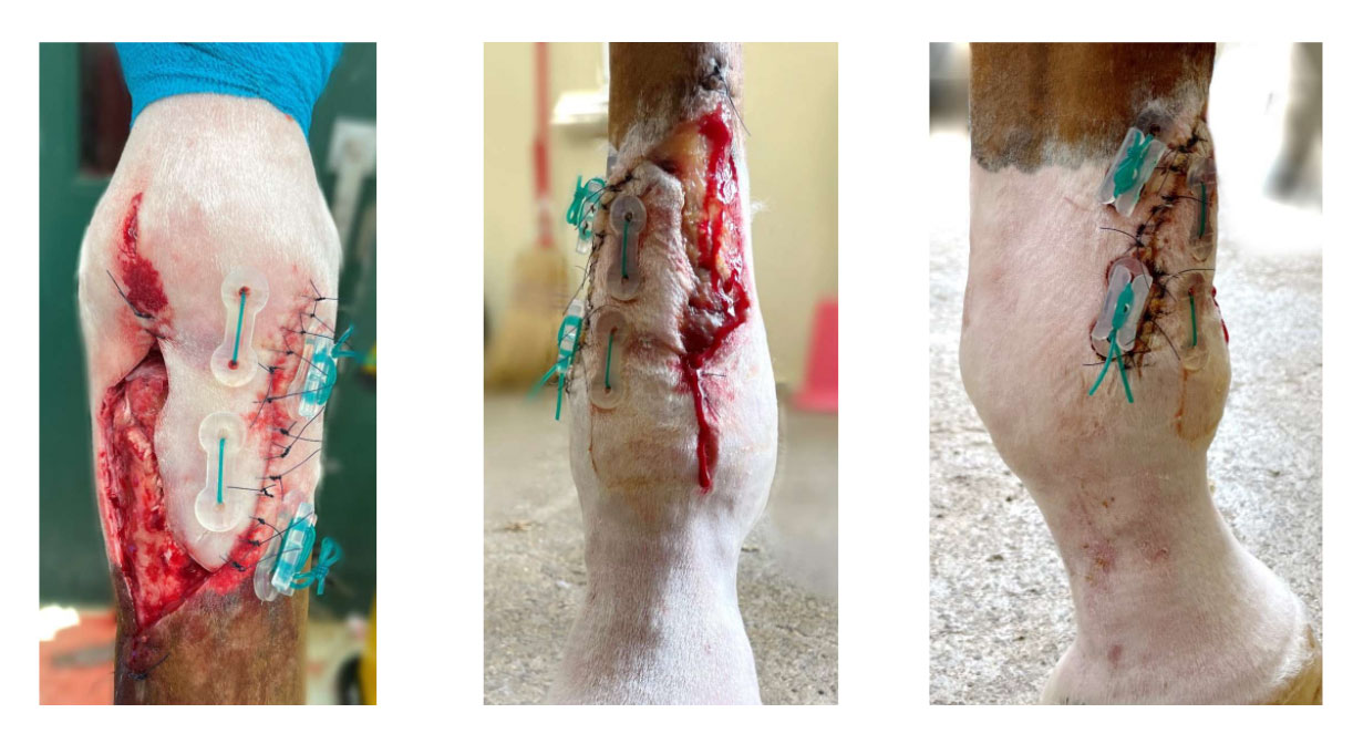 MID-VET-fallbeispiel-nachher-tapmed